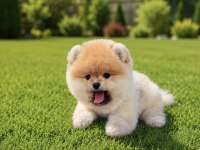 Teddy bear orange pomeranian boo ayı yavrusu