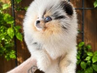Pomeranian Yavru