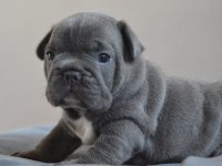 Blue yavrular french bulldog