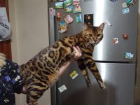 SCR BELGELİ SAFKAN ERKEK BENGAL