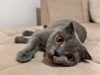 Scottish Fold 3 yaşında Dişi