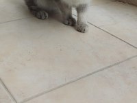 Tamamen takip şartlı british shorthair