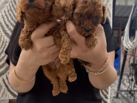 Red Toy Poodle Yavrularım