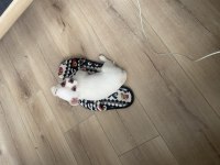 Tuvalet eğitimli erkek chihuahua 3 aylık erkek
