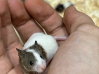 7 panda mice koloni şeklinde (renkler trde cok yok) pet