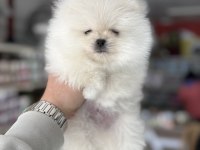 Pomeranian Yavrularımız Üst Kalite Arayabilirsiniz