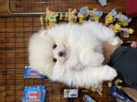 En zarif haliyle pomeranian boo bebekler