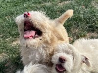 Maltipoo bebek köpekler