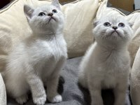 Scottish fold ve british bebekler