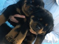 Macar koca kafa rottweiler bebekler