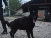 Siyah show line alman çoban köpeği
