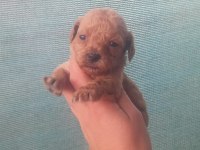 Toy poodle bebişlerimiz
