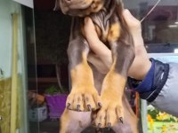 Doberman yavrularımız teslime hazır
