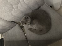 Scottish fold kedimiz