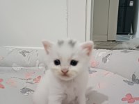 British longhair