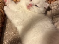 Son iki scottish fold kardeş yeni yuvalarını arıyor