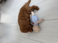 ERKEK TOY POODLE YAVRU