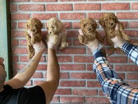  maltipo yavrular maltese toy poodle ankara mağazamızda