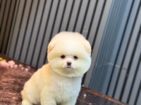 Yavru Pomeranian Boo Köpeklerimiz