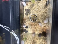 Suriye Hamster yavruları