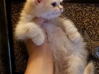 Lilac golden erkek yavru british shorthair
