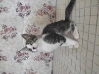 British shorthair linda ve yavruları