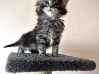 Black Smoke & NS22 MaineCoon yavrular