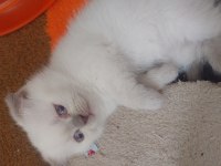 Yavru scottish fold kedilerim