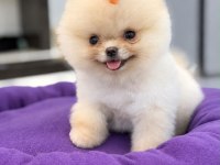 Sevimli Pomeranian Bebek