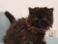 Exotik Shorthair ve Longhair