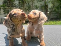 Dachshund (Sosis) Yavrular