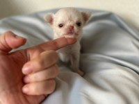 Mini mini chihuahua bebişler