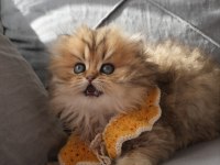 Champion babanın kızı safkan british longhair güzellik