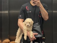 A Kalite Maltipoo