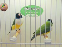 Şampiyonundan jumbo Gouldian finch Gökkuşağı ispinozu