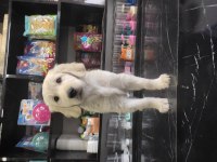 3 Aylık Golden Retriever Sahiplendirme