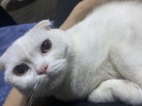 5 aylık kedim yeni sahibini arıyor scottish fold