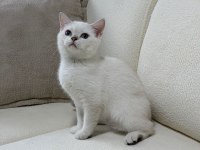 Anne Altından Safkan Mavi Göz Dişi British Shorthair