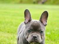 Üst Kalite French Bulldog Yavruları Çiftlikten 