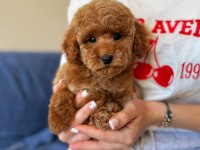 Üst kalite toy poodle yavrumuz