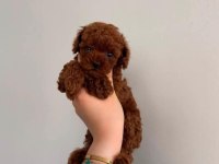 Mini mini toy poodle teacup