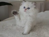 British Longhair 55 günlük kedimiz