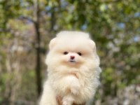 Pomeranian Boo Yavruları