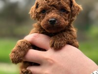 KORE KAN TOY POODLE