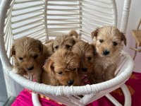 Maltipoo yavrularımız