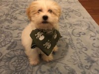 Yavru Maltese Terrier