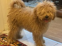 Güzel poodle kızımız