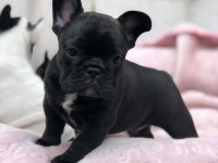 French Bulldog Yavruları
