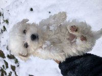 Pamuk prenses köpeğimiz