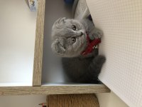 Scottish fold kedisi